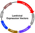 Lentiviral Expression Vectors